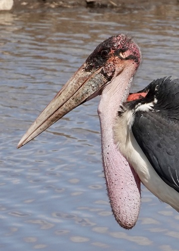 Marabou Stork