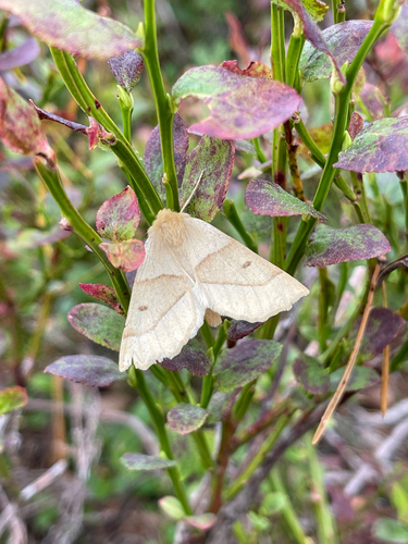 Scalloped Oak