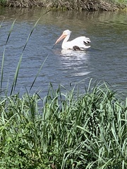 Pelecanus erythrorhynchos