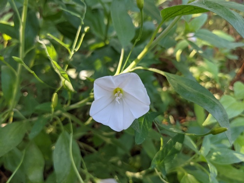 iNaturalist observation photo of field bindweed