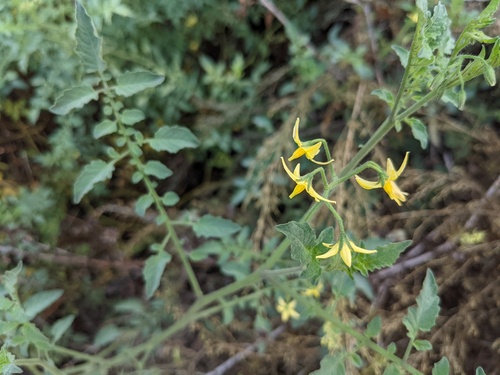 iNaturalist observation photo of tomato