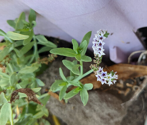 iNaturalist observation photo of alkali heliotrope