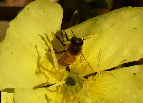 iNaturalist observation photo of Western Honey Bee