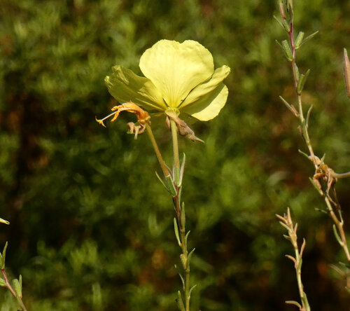 iNaturalist observation photo of tall evening primrose