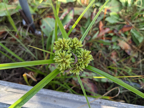 iNaturalist observation photo of tall flatsedge