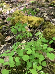 Thalictrum clavatum