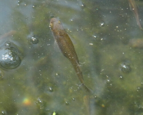 iNaturalist observation photo of Western Mosquitofish