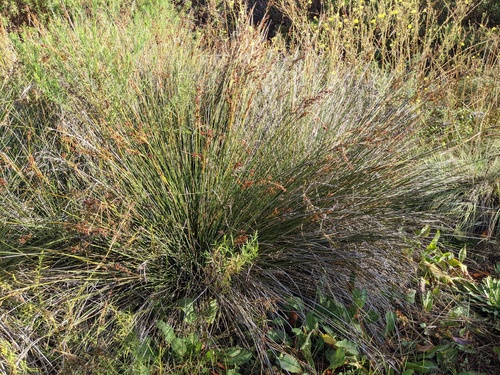 iNaturalist observation photo of spiny rush