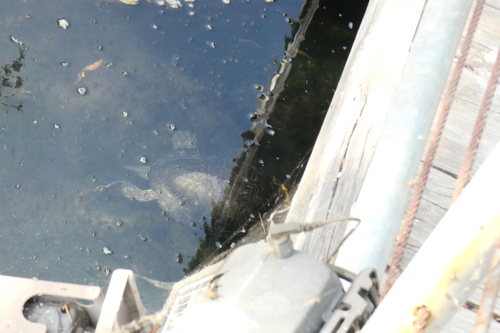 iNaturalist observation photo of Pond Slider
