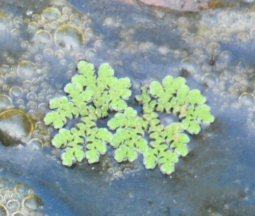 iNaturalist observation photo of water fern