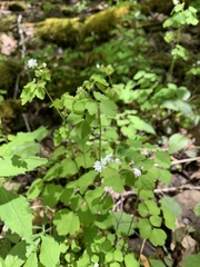 Thalictrum clavatum