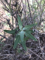 Chenopodium desiccatum leptophylloides