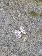 Psammobiidae