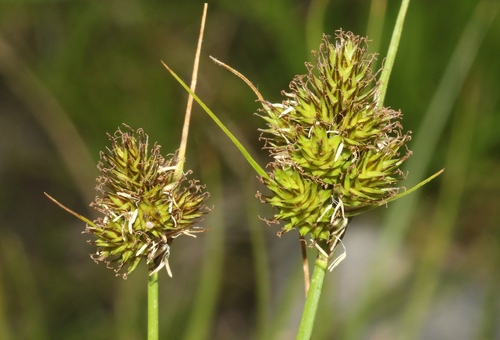 Carex athrostachya observed 2026-07-24
