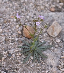 Gilia sinuata