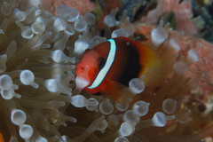 Red and Black Anemonefish photo 5