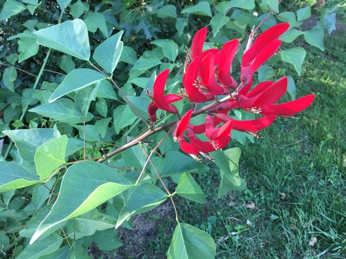 Bidwill's Coral Bean (Erythrina bidwillii)