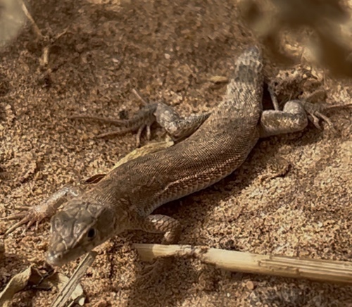 Desert Lacerta