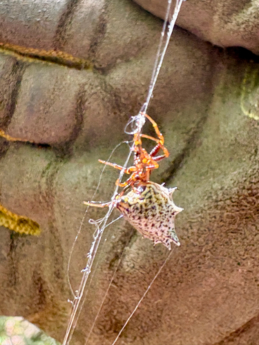 Spined Micrathena