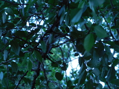 Poecile carolinensis