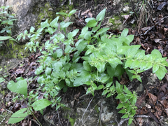 Lithospermum helleri