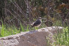Mimus polyglottos polyglottos