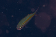 Pterocaesio chrysozona