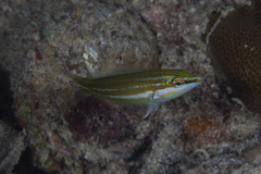 Halichoeres chloropterus