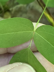Amphicarpaea bracteata bracteata