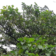 Miconia oerstediana