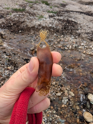 Small-spotted Catshark
