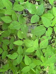 Amphicarpaea bracteata bracteata