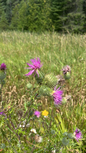 Bull Thistle