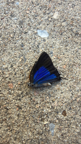 White M Hairstreak