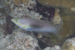 Halichoeres chloropterus