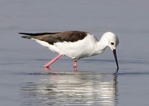 Black-winged Stilt