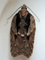 Acleris pulverosana