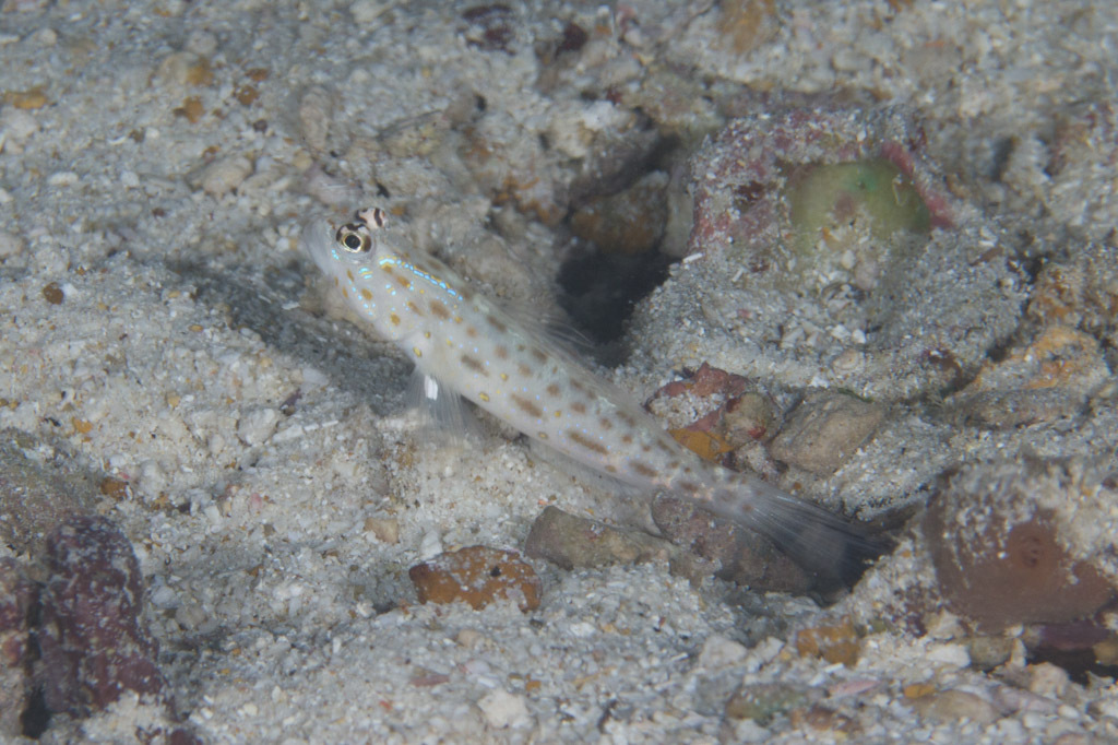 Ctenogobiops