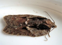 Acleris pulverosana