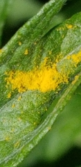 Puccinia lagenophorae