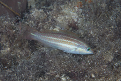 Halichoeres chloropterus