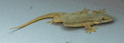 Flat-tailed House Gecko