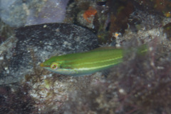 Halichoeres chloropterus