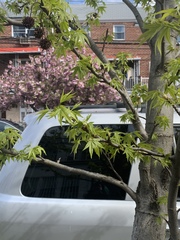 Liquidambar styraciflua