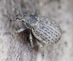 Attactagenus plumbeus