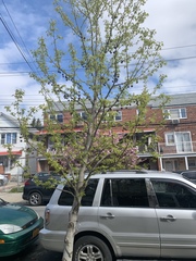 Liquidambar styraciflua