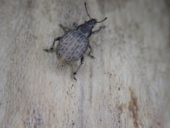 Attactagenus plumbeus