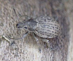 Attactagenus plumbeus