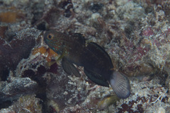 Amblygobius phalaena