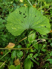 Ranunculus cassubicus, photograph (c) Екатерина Гущина, some rights reserved (CC BY)
